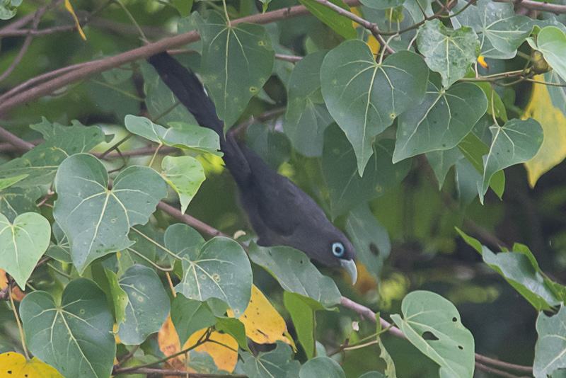 Kleine Groensnavelmalkoha